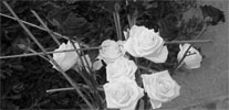 Fiore