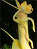 Figura
